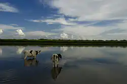 海拉尔_哈克_牛家部落_大漠