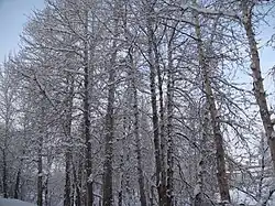 阿勒泰大雪桦林公园