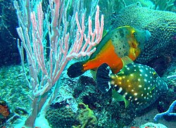These brightly coloured File Fishes are popular in some aquaria.