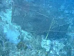 Broken, empty, no buoy attached this pot is abandoned.