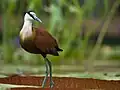 African Jacana