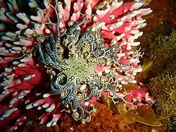 Basket star on noble coral