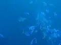 Mixed shoal of trevally and blue mao mao in the MPA