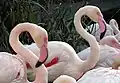 Greater flamingos (Phoenicopterus roseus)