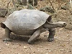 A tortoise of the chathamensis subspecies. It has a slightly saddle shaped shell.