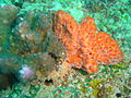 Coral and sponges
