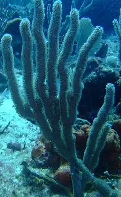 Corky Sea Fingers are one of the predominant Gorgonia on the Fathom.