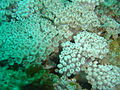 Daisy soft coral