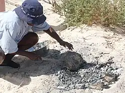 A bush bread being cooked on hot coals.