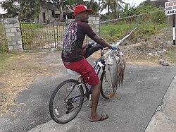 David cycling home to St Martin's from  Crane with his Horse-Eye Jack and string of Sea Cats.