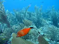 Amid the exuberant Gorgonian pavement on the Fathom at least 11 clumps  of healthy hard coral can be seen in this picture.