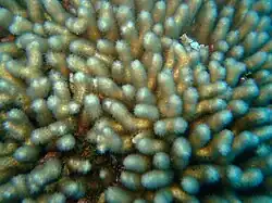 Close up even in December 2013 the hard corals are flourishing on the fathom below the airport.