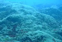 In December 2013 healthy hard corals spread up the Fathom below GAIA from 25 to 15 m.