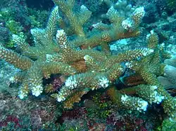 Healthy American Staghorn Coral on the Fathom. The white tips are normal and not a sign of disease.