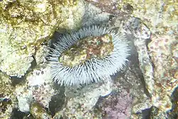 Photo of one of a group of six juvenile sea eggs or white sea urchins seen in a 5 m square area about 50 m inside the top of Inner Cobblers Reef in February 2015