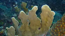 Lettuce Leaf coral is the predominant live coral in the shallow turbulent water inside the Inner Reef.