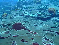 Living Plate Coral with some Sponges spread for many metres up the outside of the Inner Reef almost to the surface.