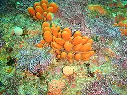 Orange lobed colonial ascidians