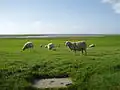 The coastal marshlands are grazed by cattle in some places, including marshland sheep, a local delicacy for this region.