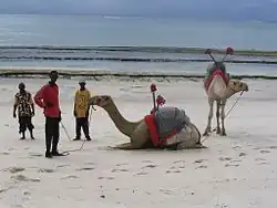 Pair of Camelus dromedarius on Diani Beach next to the Indian Ocean Beach Club hotel near Mombasa, Coast Province, Kenya.jpg