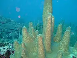 Pillar Coral on the Inner Reef. Note the "mushroom" of Plate Coral in the background.