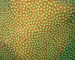 The polyps of Mustard Hill Coral seem particularly active on the Inner Reef.