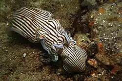 Striped Pyjama squid mating