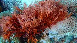 Red Algae often grows if coral becomes bleached.