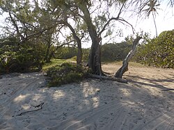 Looking back at the landmark trees before Long Beach. You are almost there.