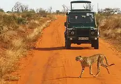 A cheetah passes in front of a safari vehicle