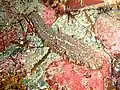 Sea cucumber