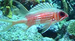 At this depth the Squirrel Fish would not appear red without the use of Flash.