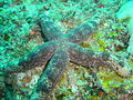 Spotted starfish