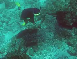 Nearby is the growth-encrusted broken remains of this iron wreckage off Bottom Bay. Note the pair of cogs or gear wheels in the left foreground. This picture was taken with a relatively early digital camera in July 2004.